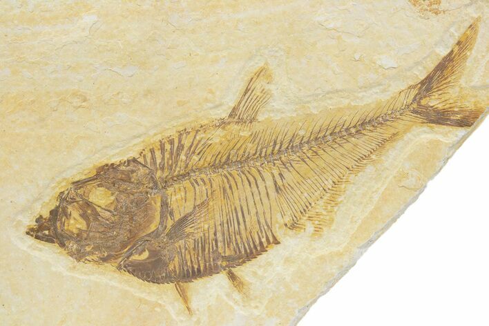 Detailed Fossil Fish (Diplomystus) - Wyoming #373744